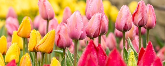 Pink, red and yellow tulips