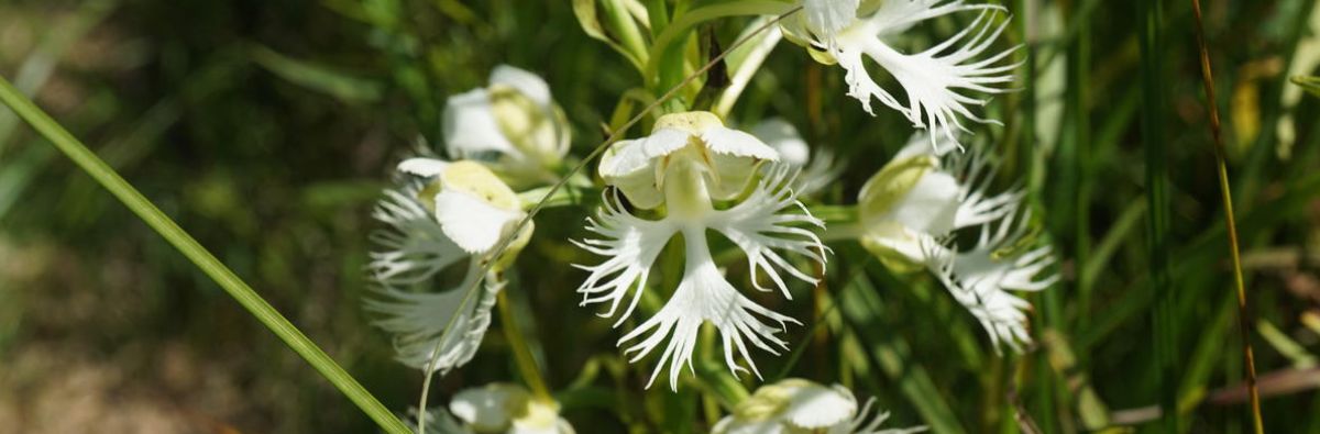 White fringe orchid