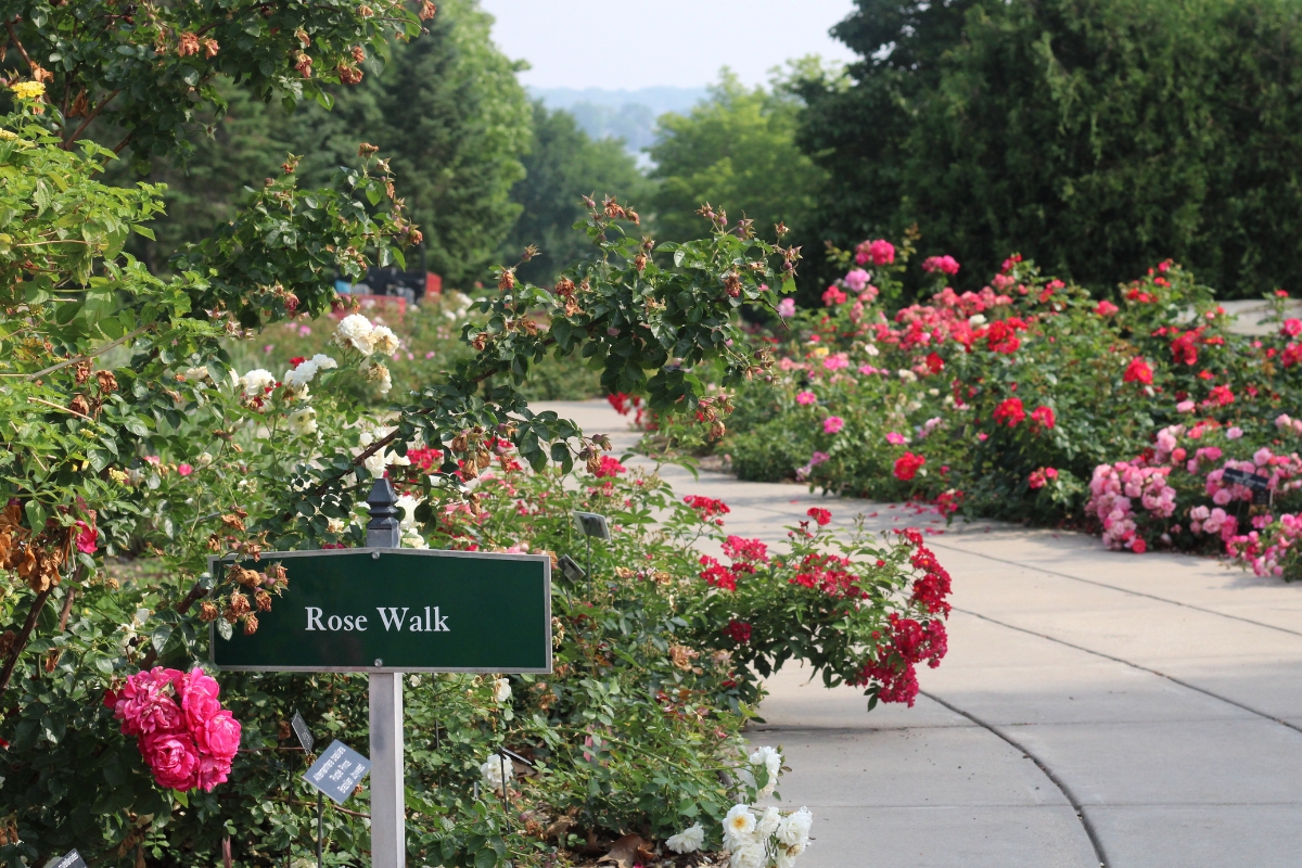 Rose walk sign and roses in bloom