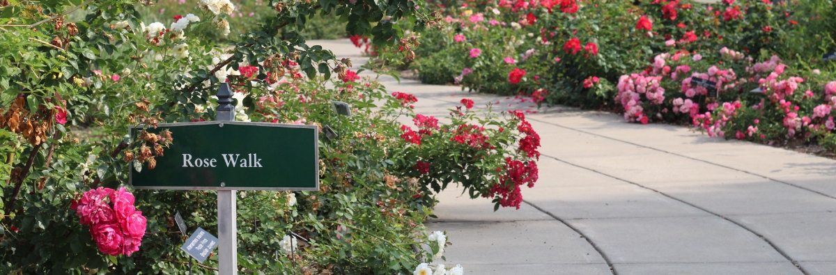 Rose walk sign and blooming red roses