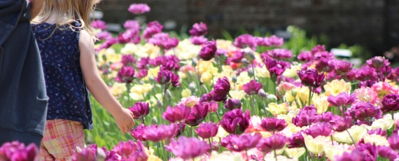 Girl walking through purple and yellow tulips