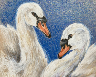 Drawing swans class, art by Instructor Aryn  Lill