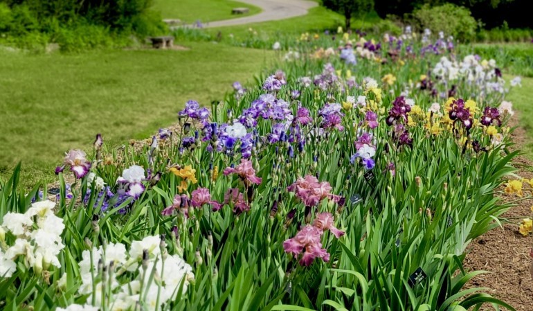 Iris Garden at Arboretum