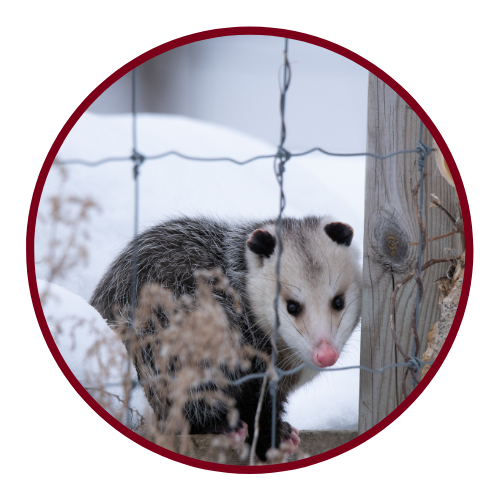 Possum along the fence in winter