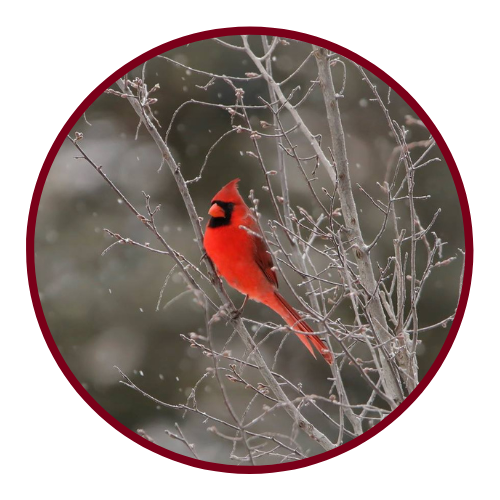 Red cardinal in a winter tree
