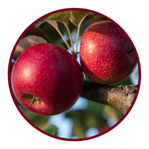 2 red apples hanging on a branch