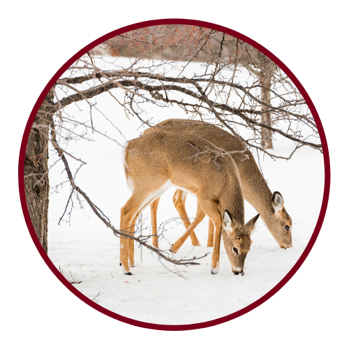 2 deer in winter under a tree grazing