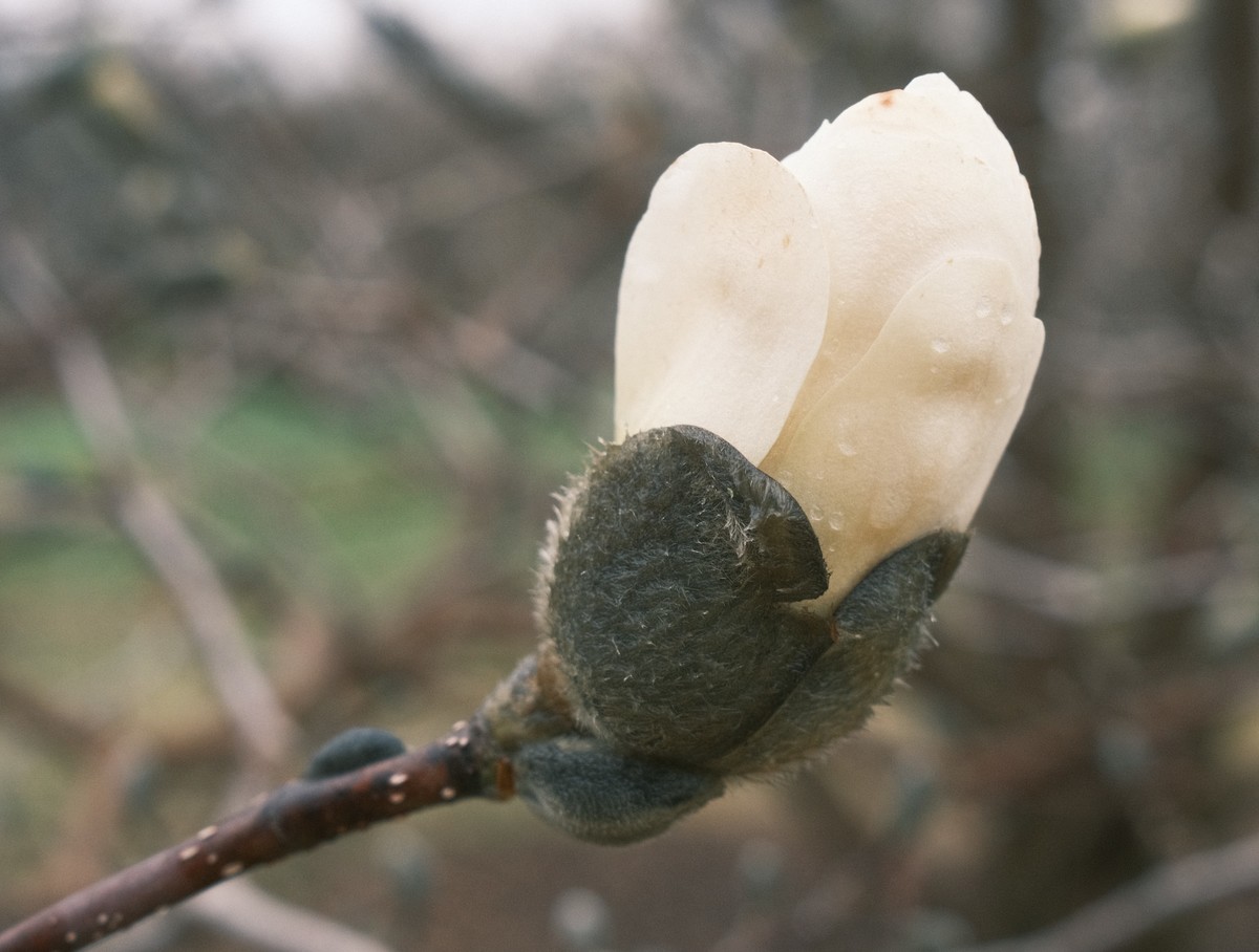 Magnolia × loebneri 'Merrill'