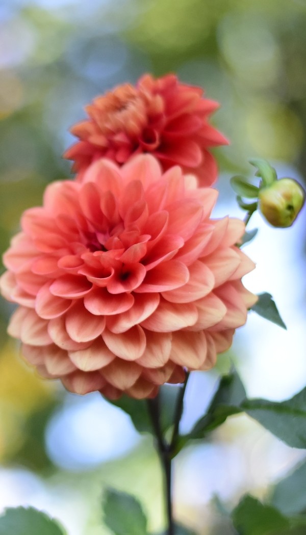 Red dahlia with buds