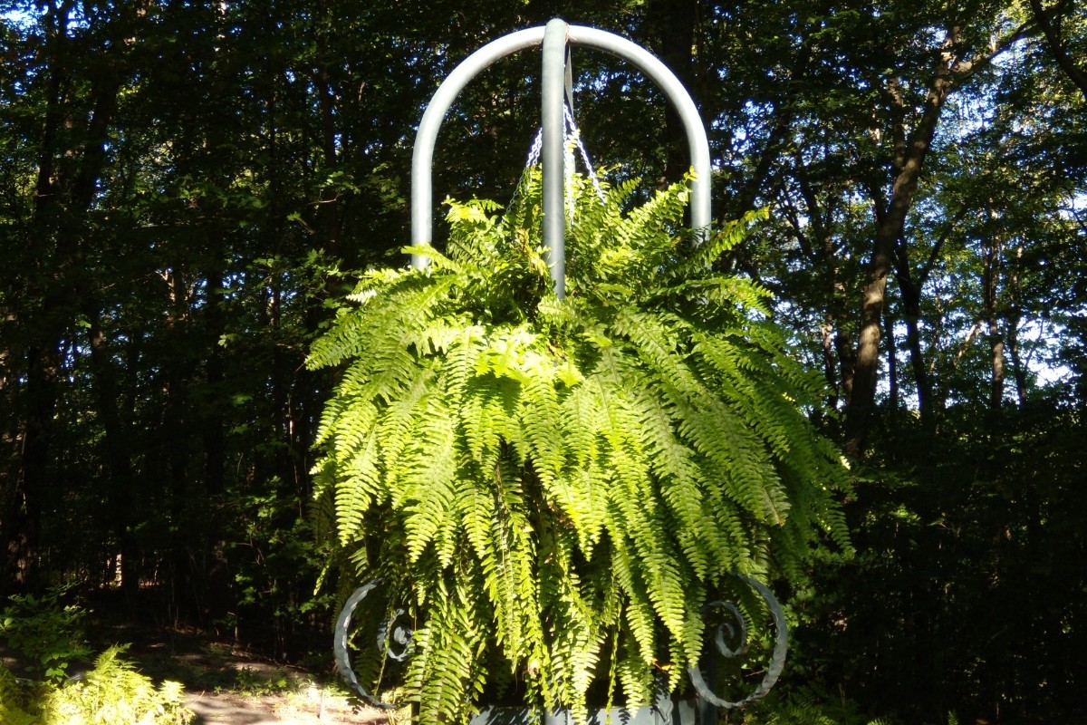 Plant stand with a hanging fern