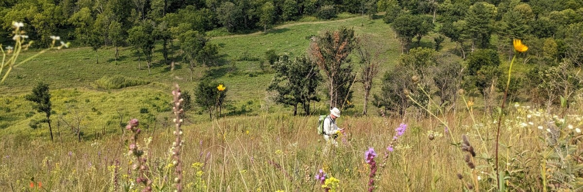 Volunteer walking through wildflower field