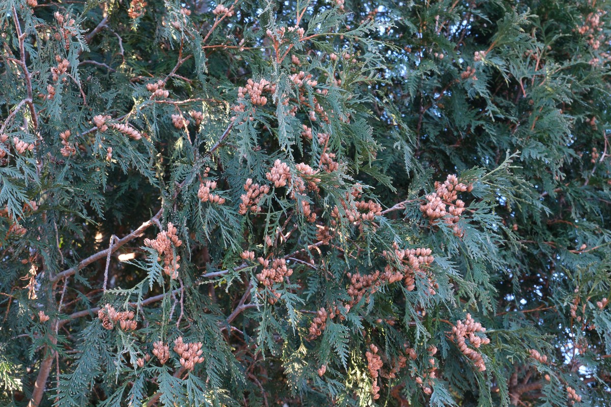 American Arborvitae (Thuja occidentalis 'Techny')