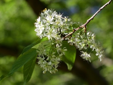 Prunus Maackii