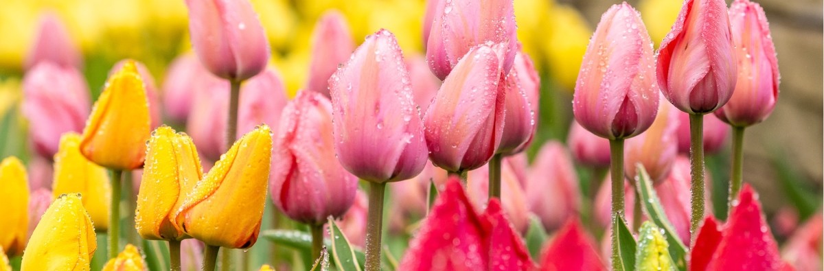 Pink yellow and red tulips