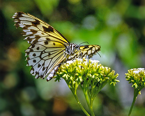 Pollinator photography class, Photo by Instructor Don Tredinnick