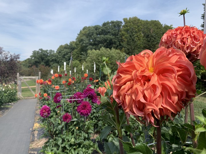 Red and orange dahlias in the trial garden