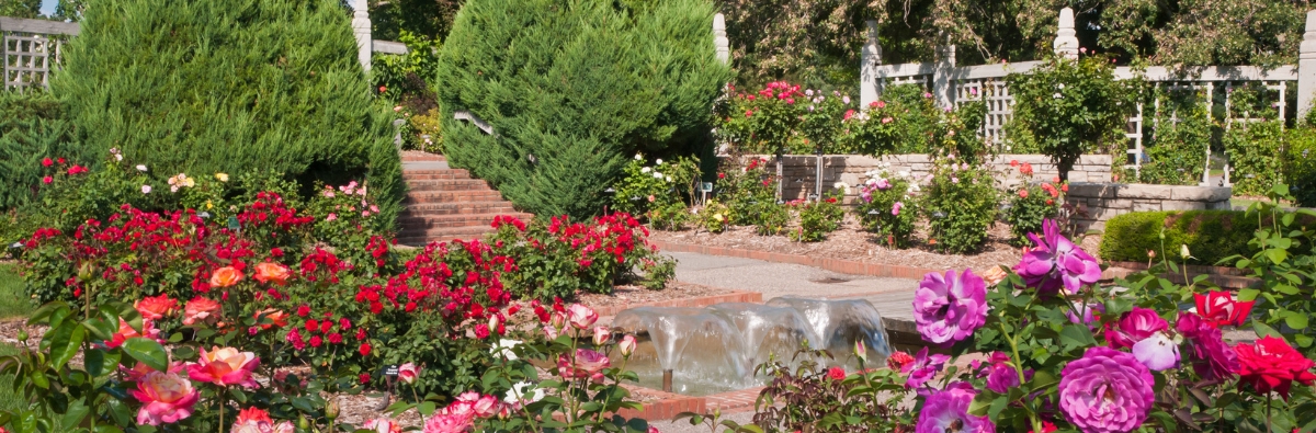 Rose garden with pink and red blooms