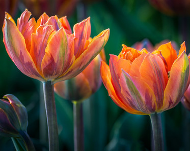 Spring tulips, photo by Don Olson, APS