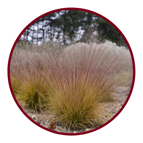 Ornamental grass in the collection