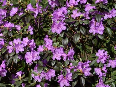 Purple rhodedendron
