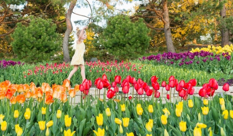 Girl walking among the tulips